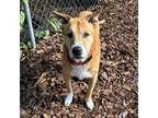 Adopt Annie Oakley a Mixed Breed