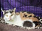 Adopt Lucy a Domestic Short Hair