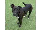 Adopt Annie a Labrador Retriever
