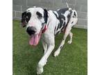 Adopt Polly a Great Dane