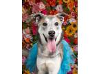 Adopt Haribo a Husky, Mixed Breed