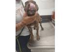 Adopt Fabuloso-ADOPTED a Boxer, Mixed Breed