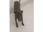 Adopt Strawberry Smoothie -adopted a Belgian Shepherd / Malinois, Dutch Shepherd