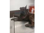 Adopt Mango Smoothie -adopted a Belgian Shepherd / Malinois, Dutch Shepherd