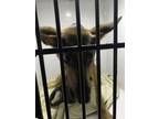 Adopt tara a German Shepherd Dog, Mixed Breed