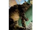 Adopt Stars a Domestic Medium Hair, Domestic Short Hair