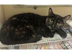 Adopt Moon a Domestic Long Hair, Domestic Short Hair