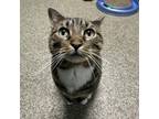 Adopt Skye a Domestic Medium Hair