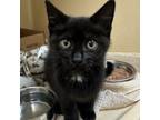 Adopt Star a American Shorthair