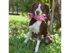 Adopt Dove a Mixed Breed