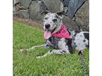 Adopt Bubbles a Mixed Breed