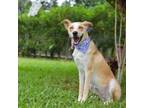 Adopt Harper a Mixed Breed