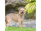 Adopt Mahina a Mixed Breed