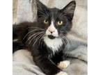 Adopt Stephen a Domestic Medium Hair