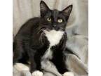 Adopt Jordan a Domestic Medium Hair