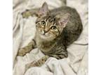 Adopt Cassie a Domestic Short Hair