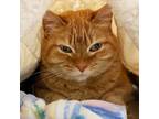 Adopt April a Domestic Short Hair