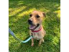 Adopt Patsy a Labrador Retriever