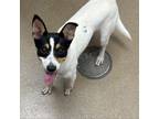 Adopt Phebe a Jack Russell Terrier, Mixed Breed