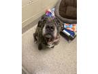 Adopt Sister Baby (in foster) a Pit Bull Terrier, Mixed Breed