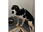 Adopt Raelyn a Coonhound
