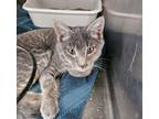 Adopt Jewel a Domestic Short Hair