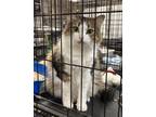 Adopt Jody a Domestic Medium Hair, Domestic Short Hair