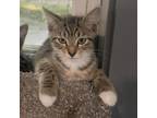 Adopt Pixie a Domestic Short Hair