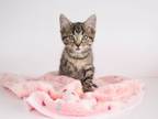 Adopt Scone a Domestic Short Hair