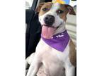 Adopt Foxy a Pit Bull Terrier, Mixed Breed