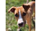 Adopt MJ (-) a Pit Bull Terrier, Mixed Breed