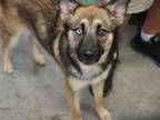 Adopt Delilah Jane a German Shepherd Dog, Siberian Husky