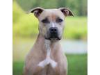 Adopt Rose a Pit Bull Terrier