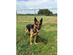 Adopt Britta a German Shepherd Dog