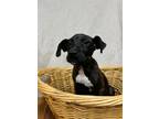 Adopt Clover a Pit Bull Terrier