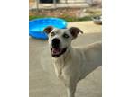 Adopt Sky/Harsher a Husky