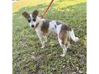 Adopt Paris a Jack Russell Terrier