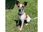 Adopt Make Believe a Jack Russell Terrier