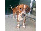 Adopt Tutu a Dachshund
