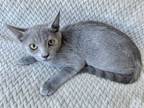 Adopt Carolina a Domestic Short Hair