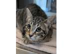 Adopt Piglet a Domestic Short Hair