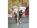Adopt Gymnastics a Terrier