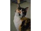 Adopt Callie a Domestic Short Hair