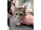 Adopt Cheeky-Puff and Flip a Domestic Short Hair, Tiger