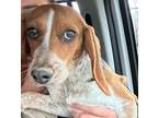 Adopt Ariana a Beagle, Dachshund