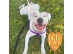 Adopt Gwen a Pit Bull Terrier, Mixed Breed