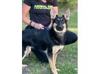 Adopt Henna a German Shepherd Dog
