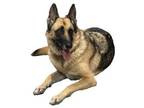 Adopt Molly a German Shepherd Dog