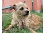 Adopt Scarlett a Cairn Terrier