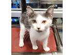 Adopt Mercedes a Domestic Short Hair